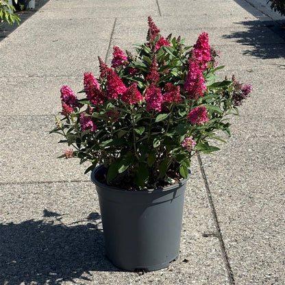 Buddleja d. &