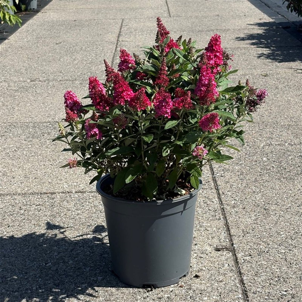 Buddleja d. &