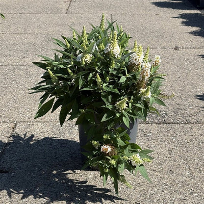 Buddleja d. &
