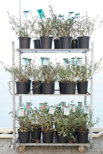 Buddleja davidii i olika sorter C7 (7 liters kruka) 50-60 cm