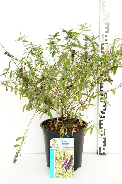 Buddleja d. &