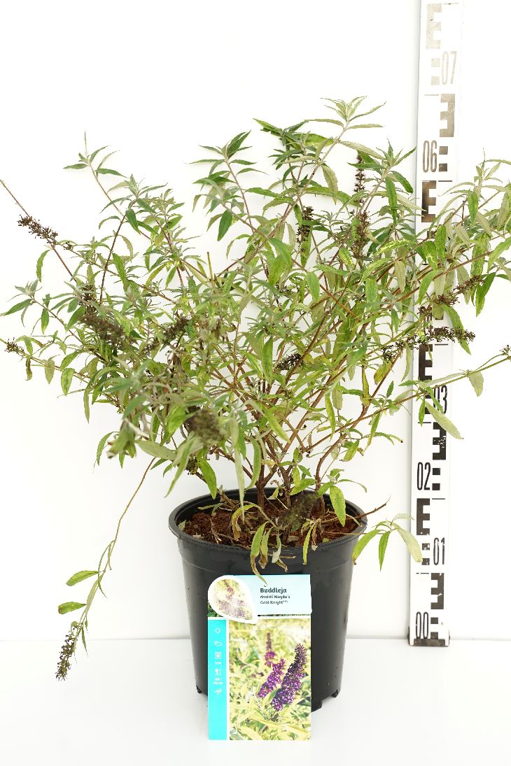 Buddleja d. &