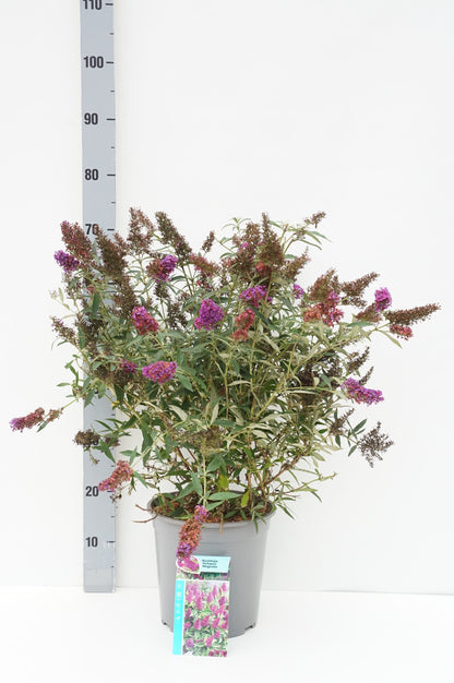 Buddleja d. &