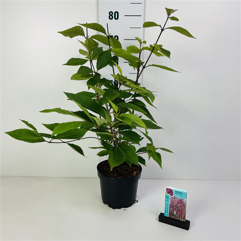 Callicarpa bodinieri &