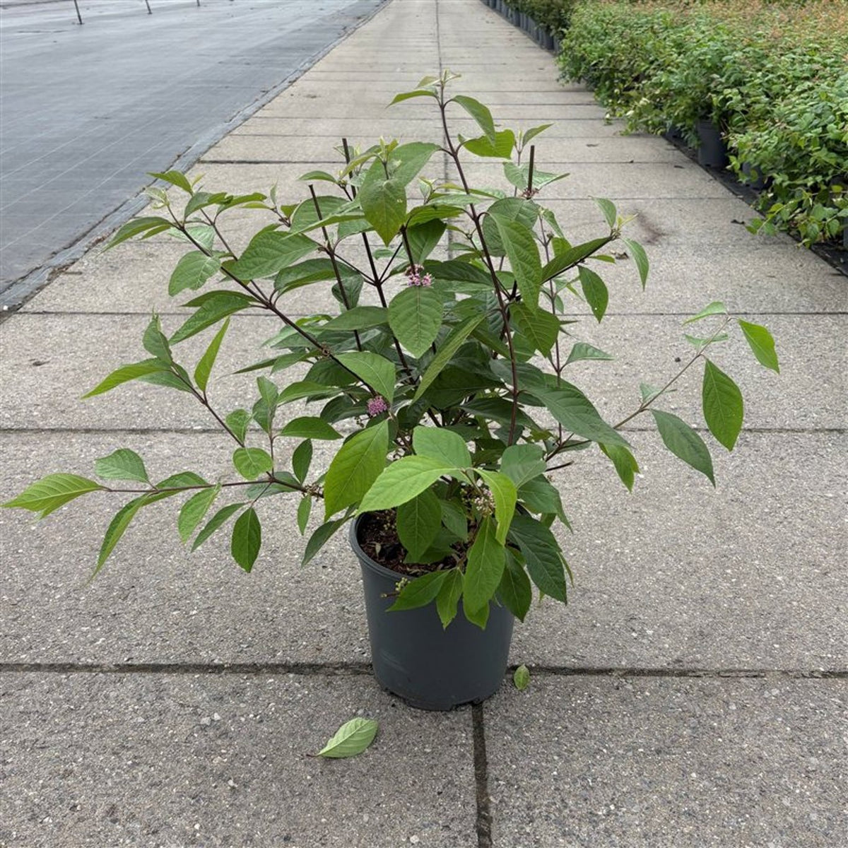 Callicarpa bodinieri &