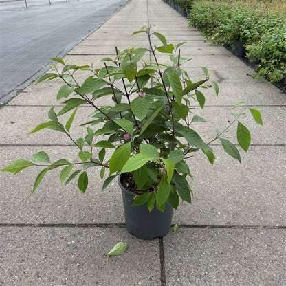 Callicarpa bodinieri &