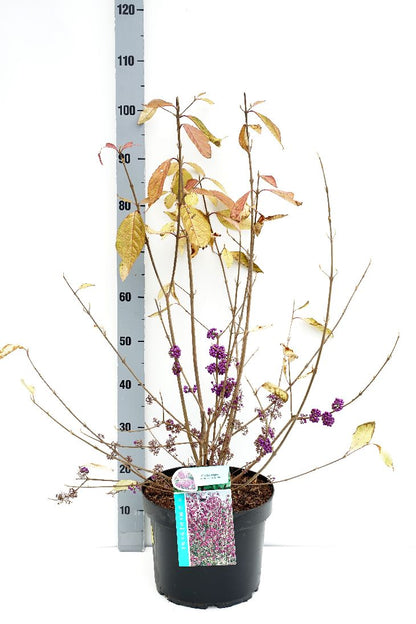 Callicarpa bodinieri &