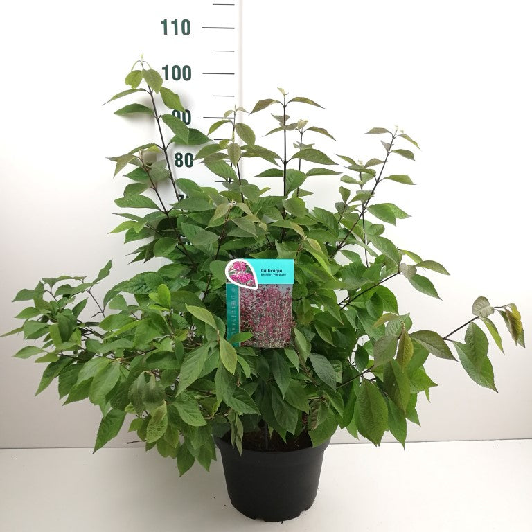 Callicarpa bodinieri &