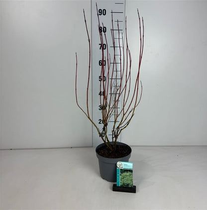 Cornus alba &