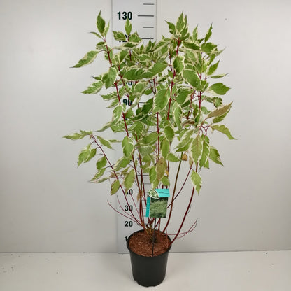Cornus alba &