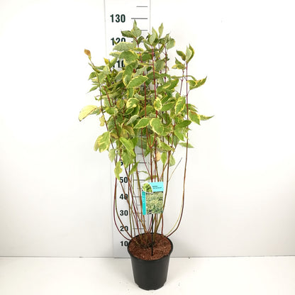 Cornus alba &