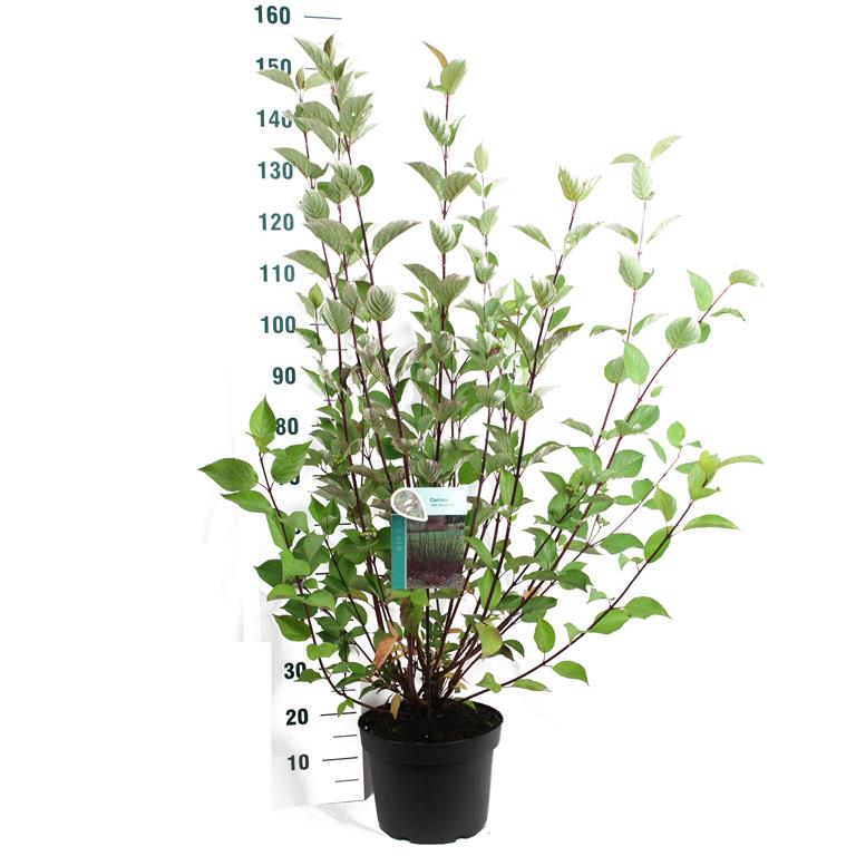 Cornus alba &