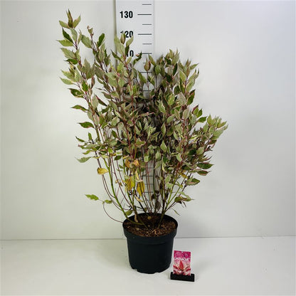 Cornus alba &