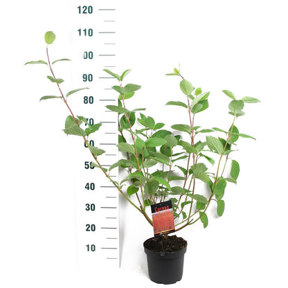 Cornus alba &