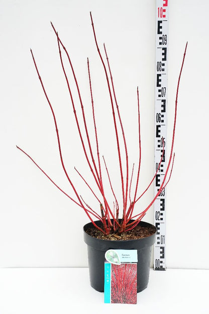 Cornus alba &