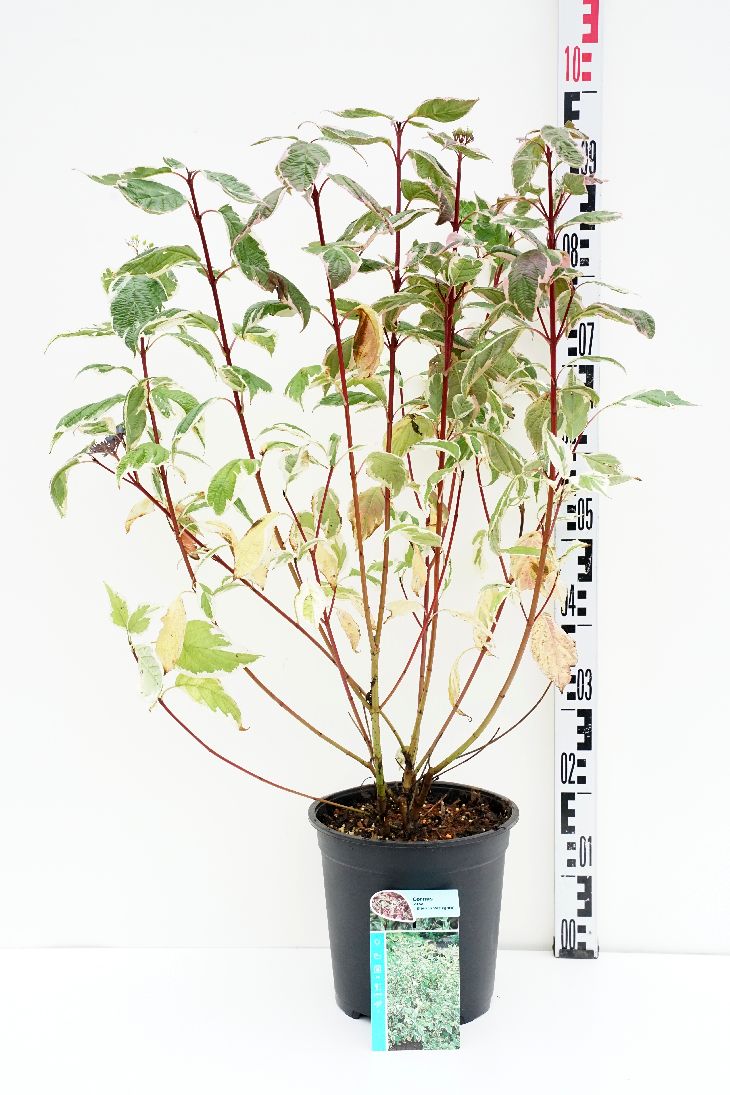 Cornus alba &