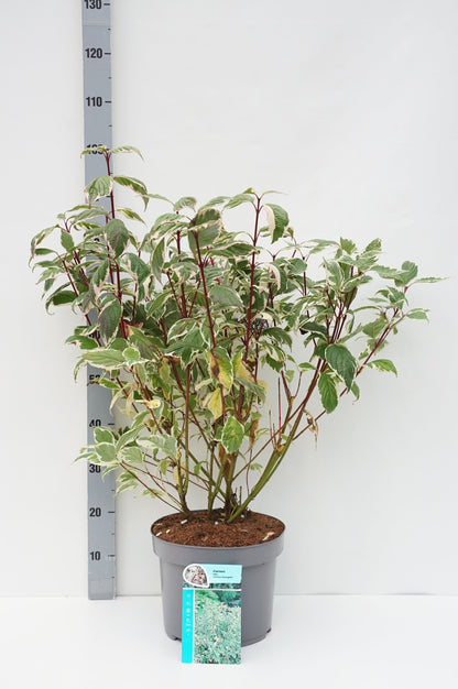 Cornus alba &