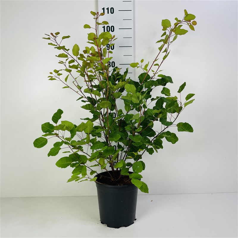 Cotinus coggygria C10 (10 liters kruka) 100-125 cm