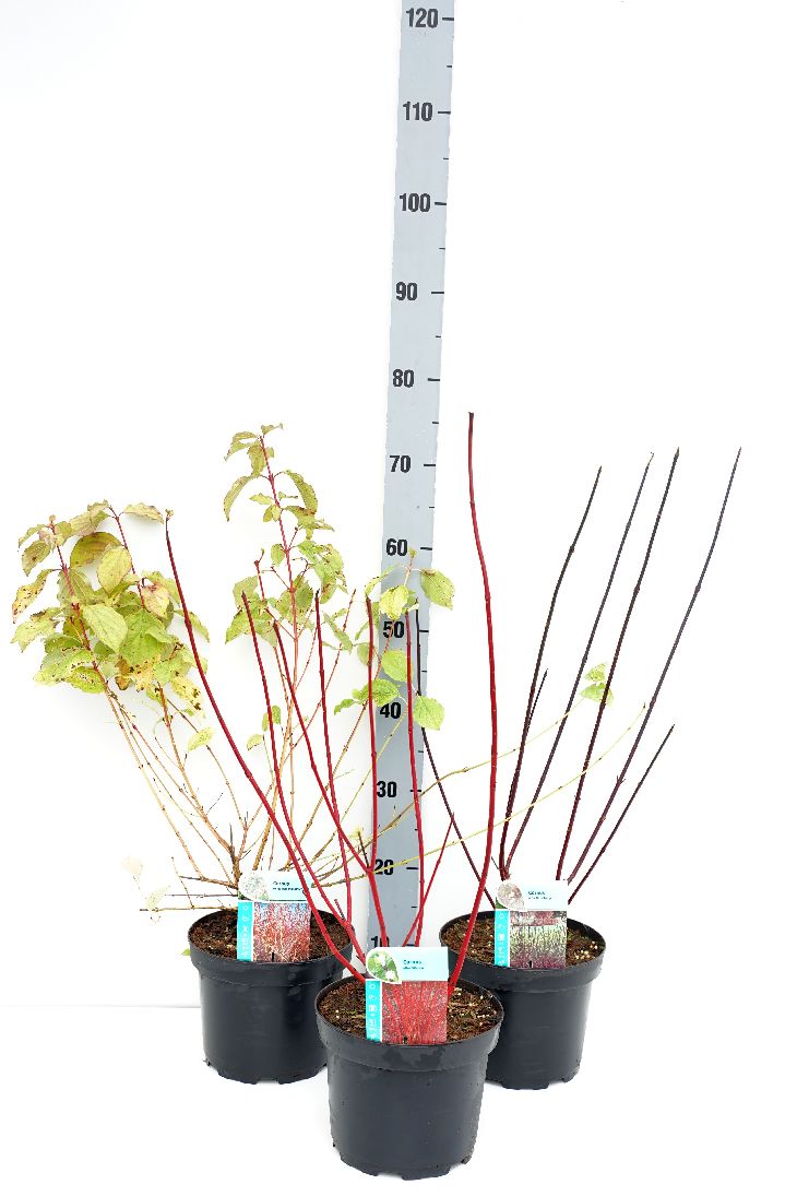 Cornus i sorter C3 (3 liters kruka) / 19 cm kruka, 35-40 cm