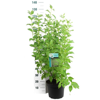 Cornus seri. &
