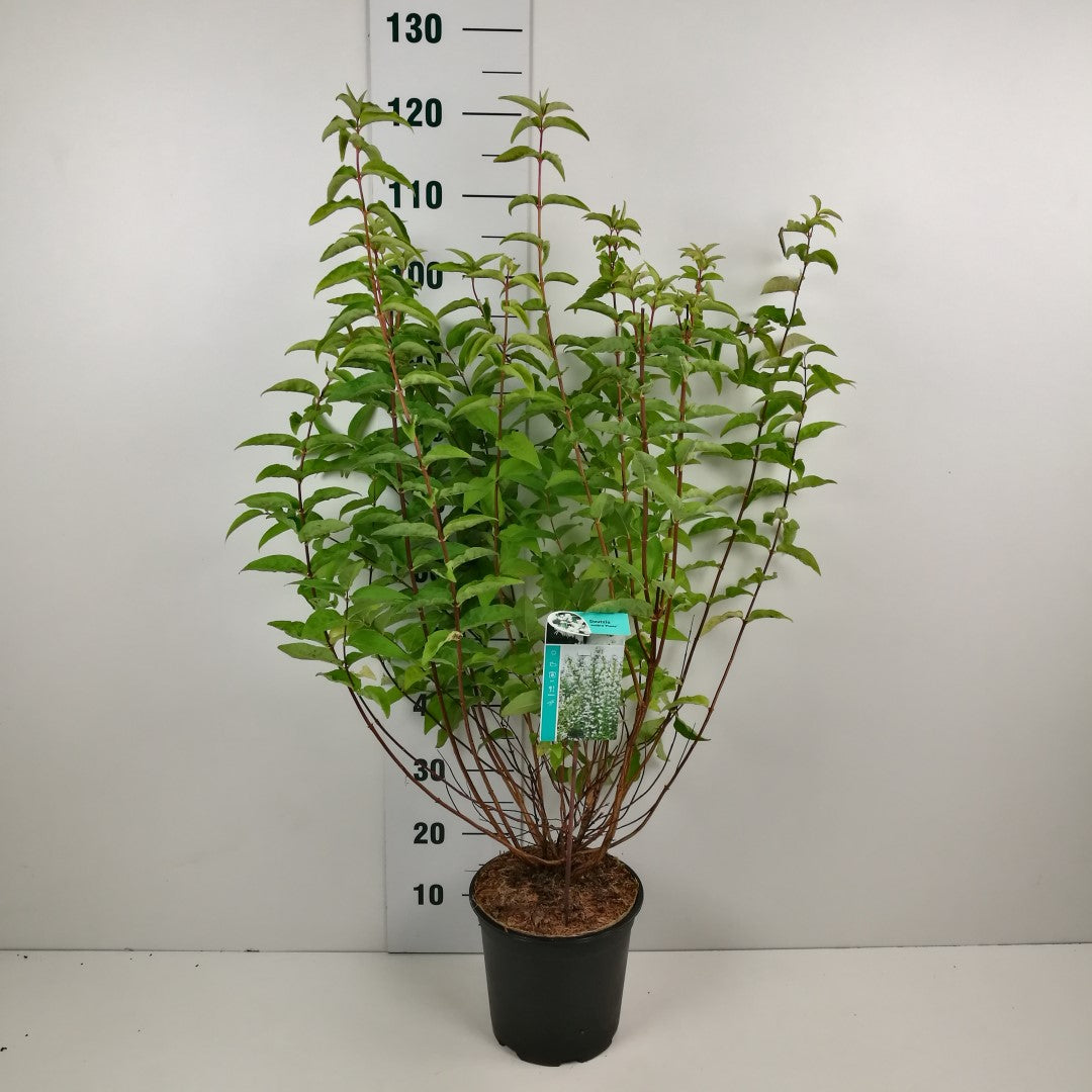 Deutzia scabra &
