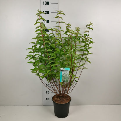 Deutzia scabra &