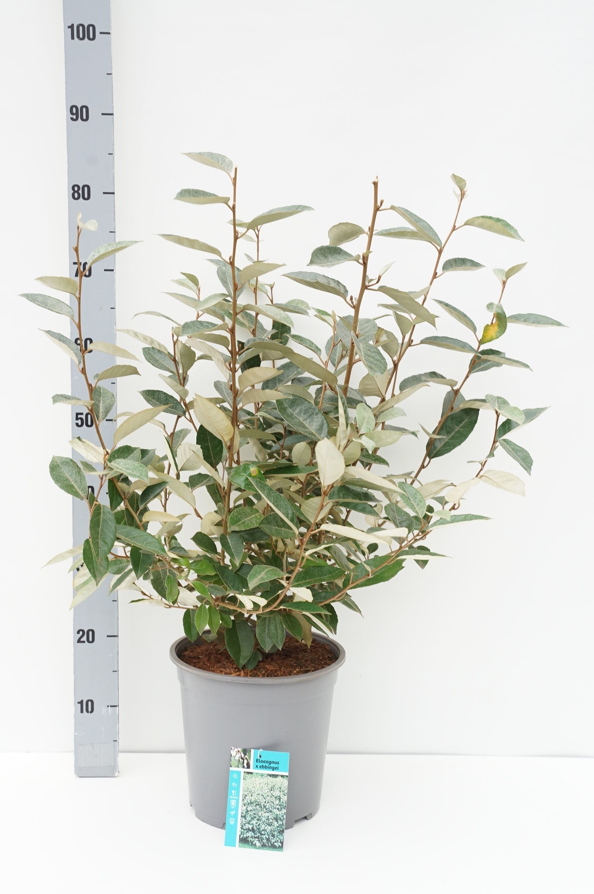 Elaeagnus ebbingei C7 (7 liters kruka) 50-60 cm