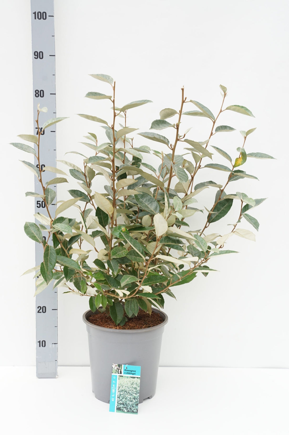 Elaeagnus ebbingei stam 180 cm, stamomfång 5-6 cm, C20 (20 liters kruka)