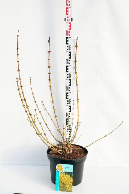 Forsythia int. &