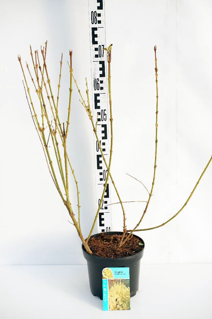 Forsythia int. &