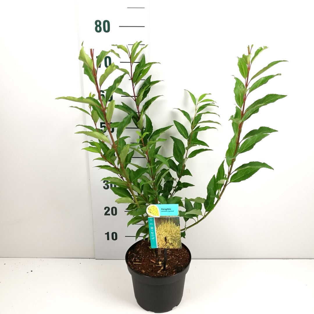 TW-2799134