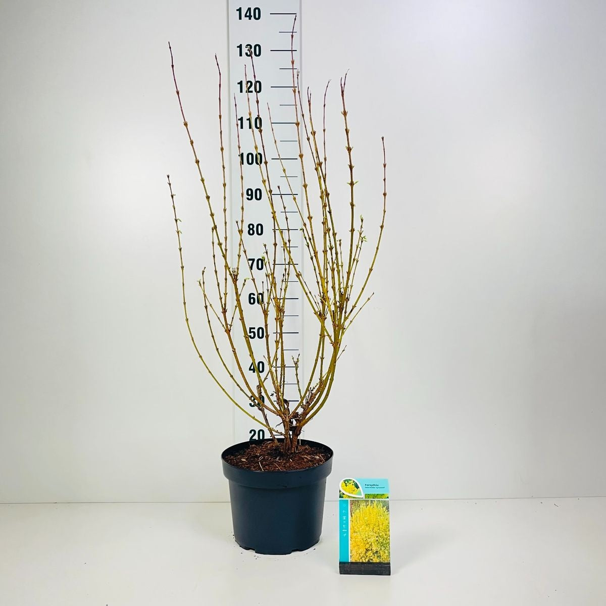 Forsythia int. &