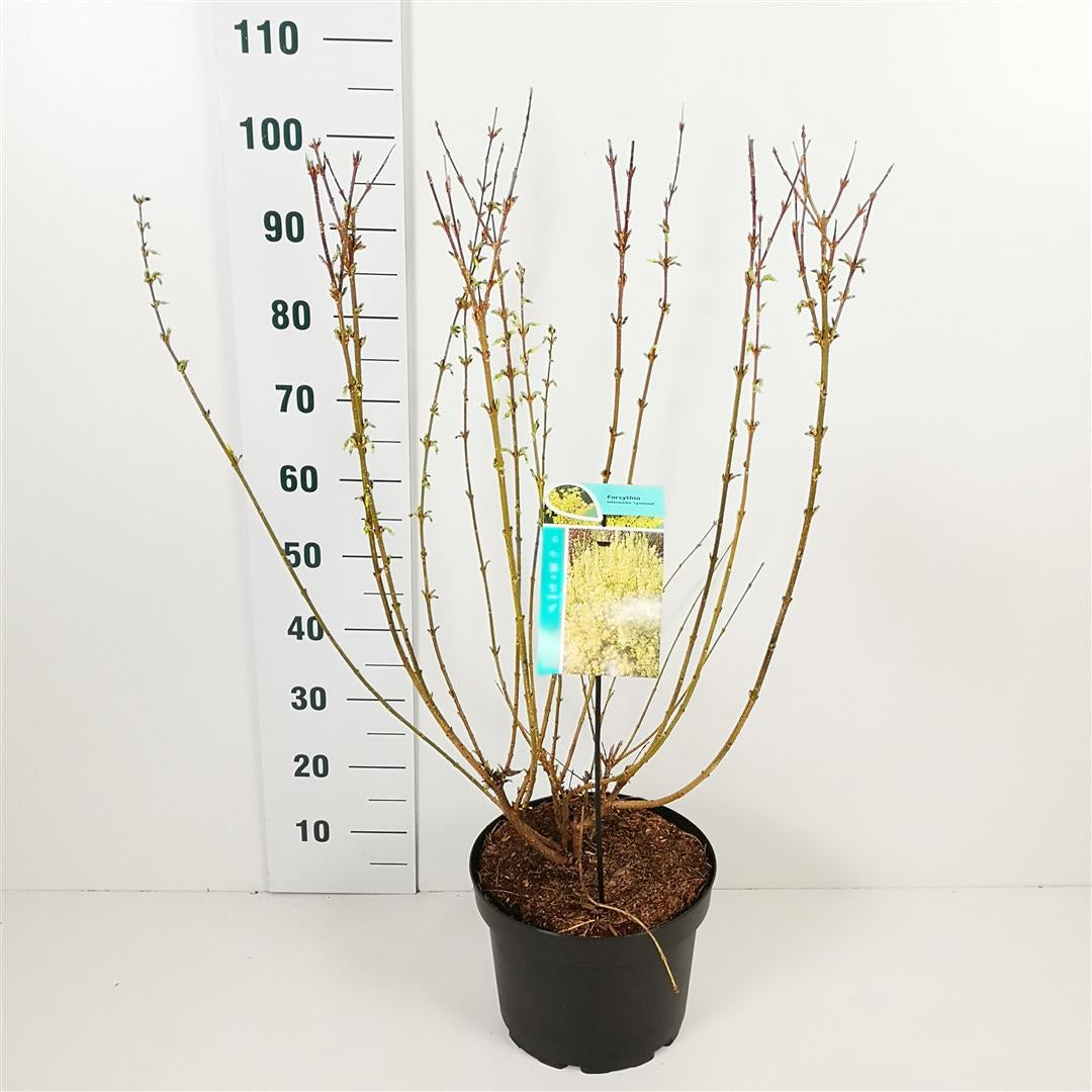 Forsythia int. &