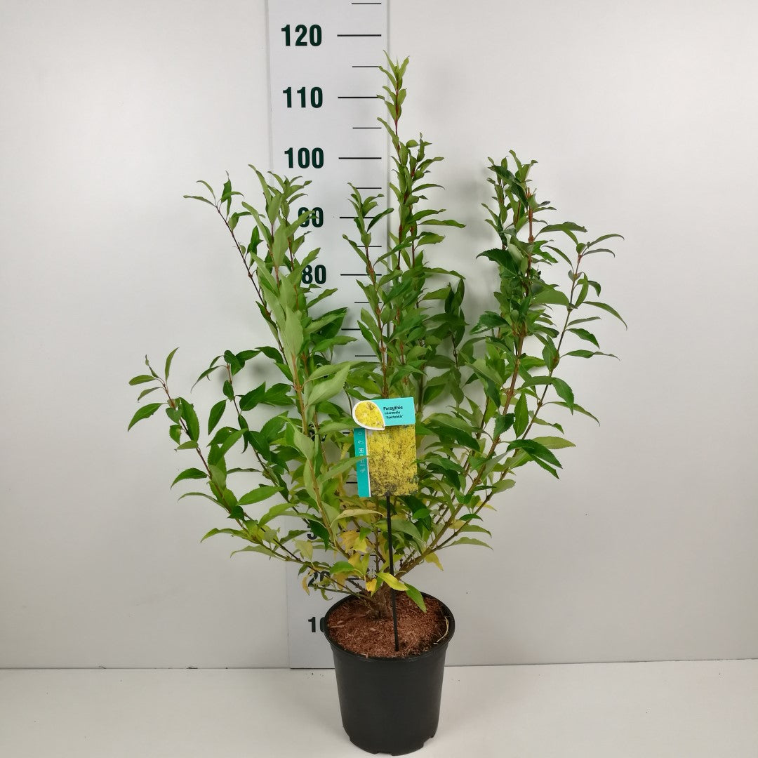 Forsythia int. &