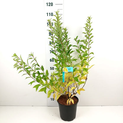 Forsythia int. &