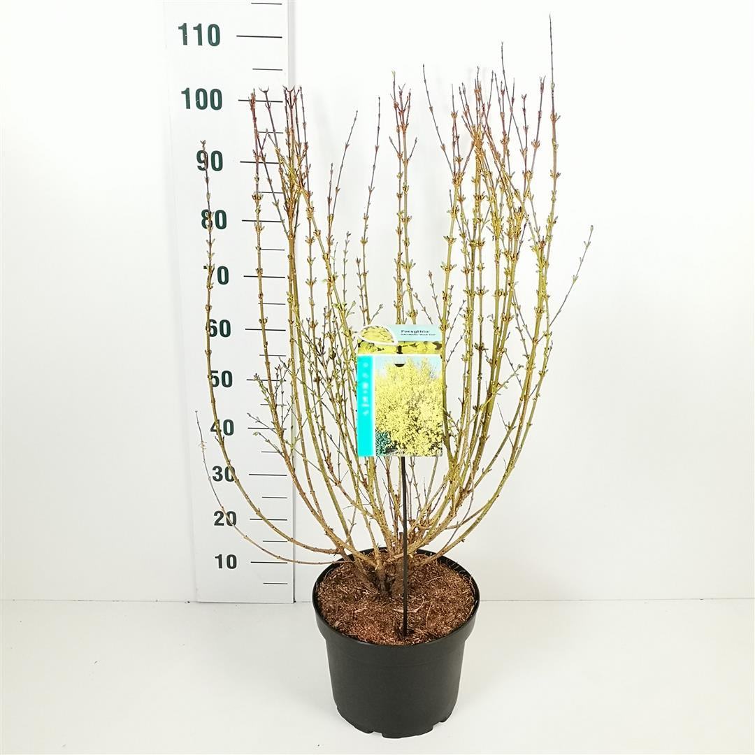 Forsythia int. &