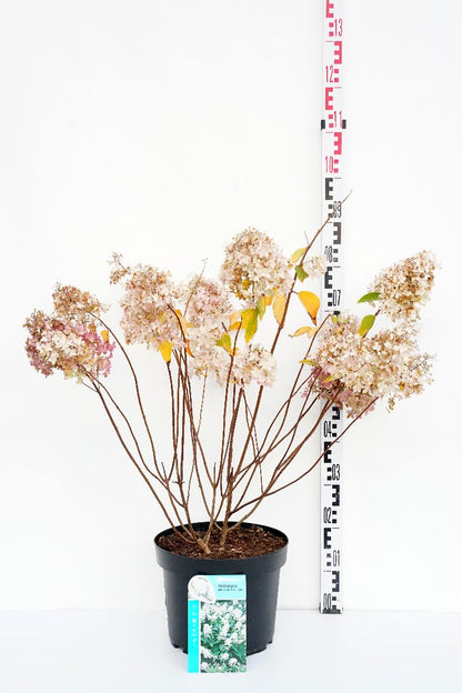 Hydrangea pan. &