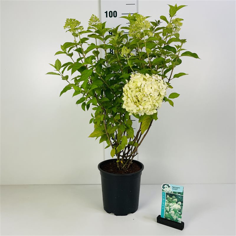 Hortensia pan. &