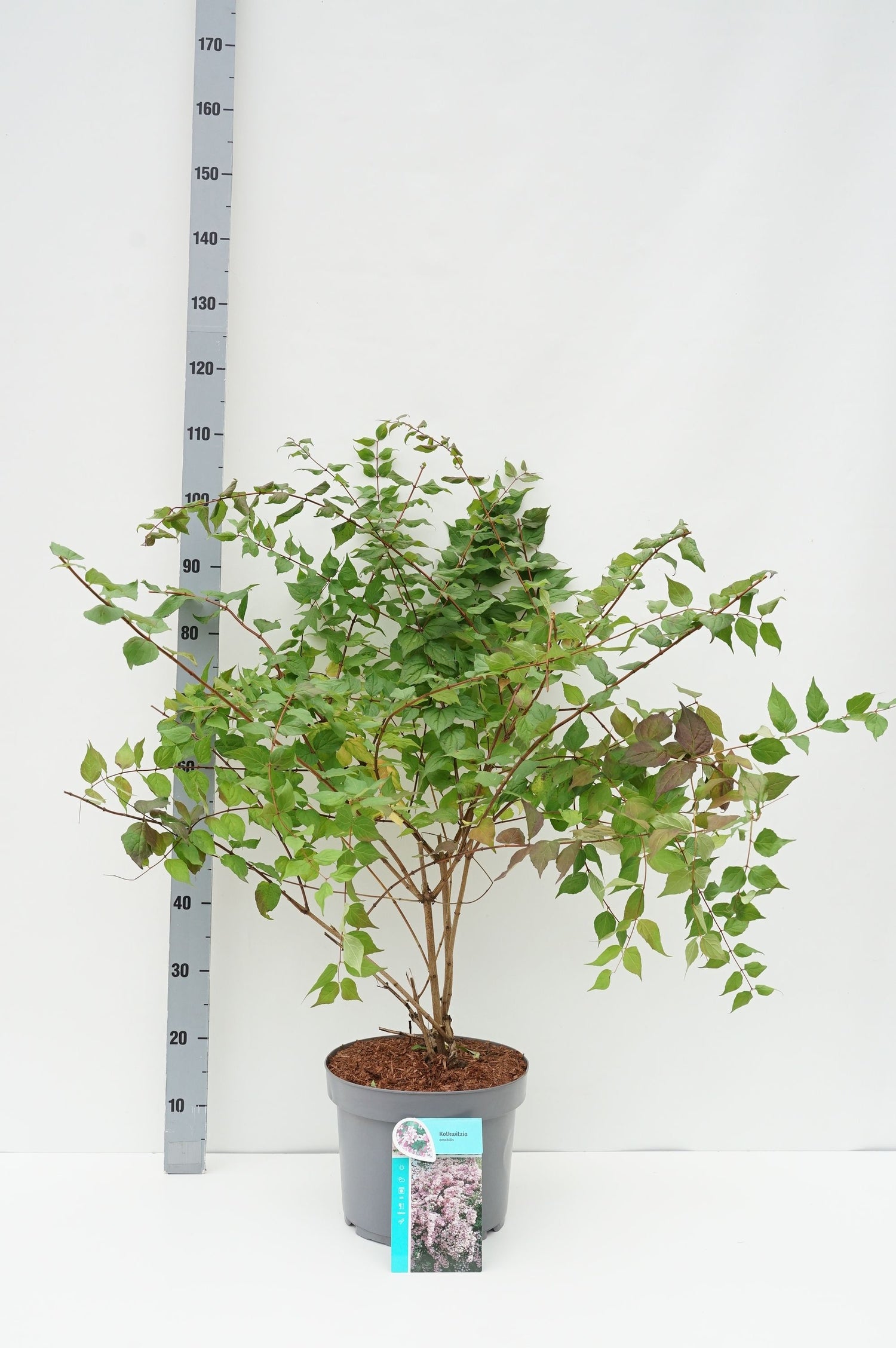 Kolkwitzia amabilis C10 (10 liters kruka) 60+ cm