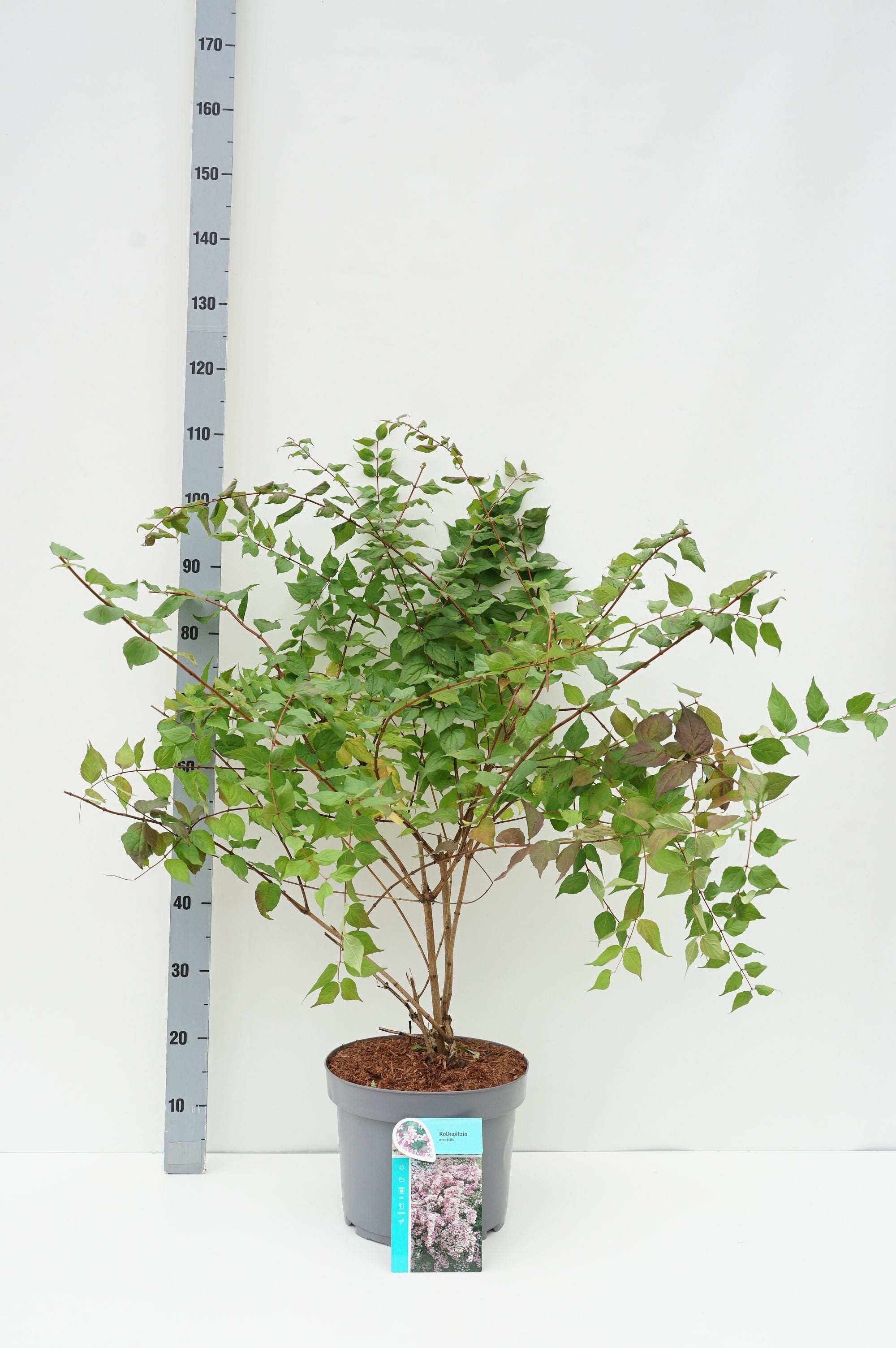 Kolkwitzia amabilis C10 (10 liters kruka) 60+ cm