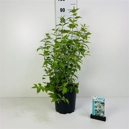Philadelphus &