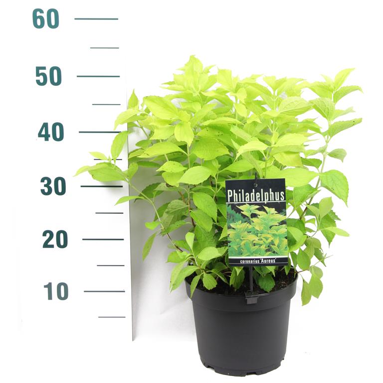 Philadelphus cor. &
