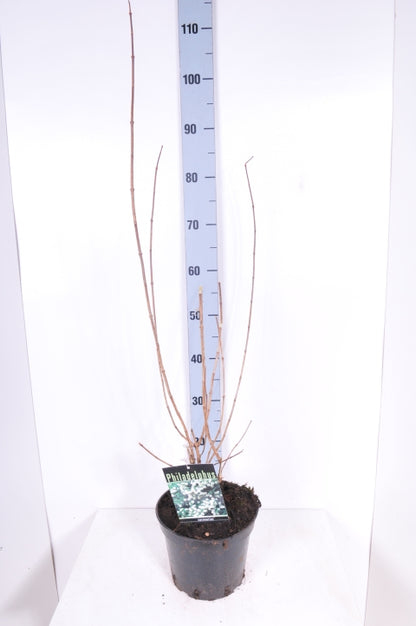 Philadelphus coronarius C3 (3 liters kruka) 50-60 cm