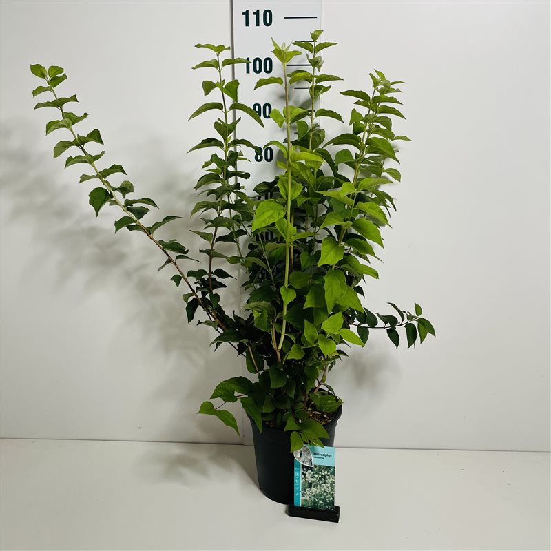 Philadelphus coronarius C2 (2 liters kruka) 40-60 cm