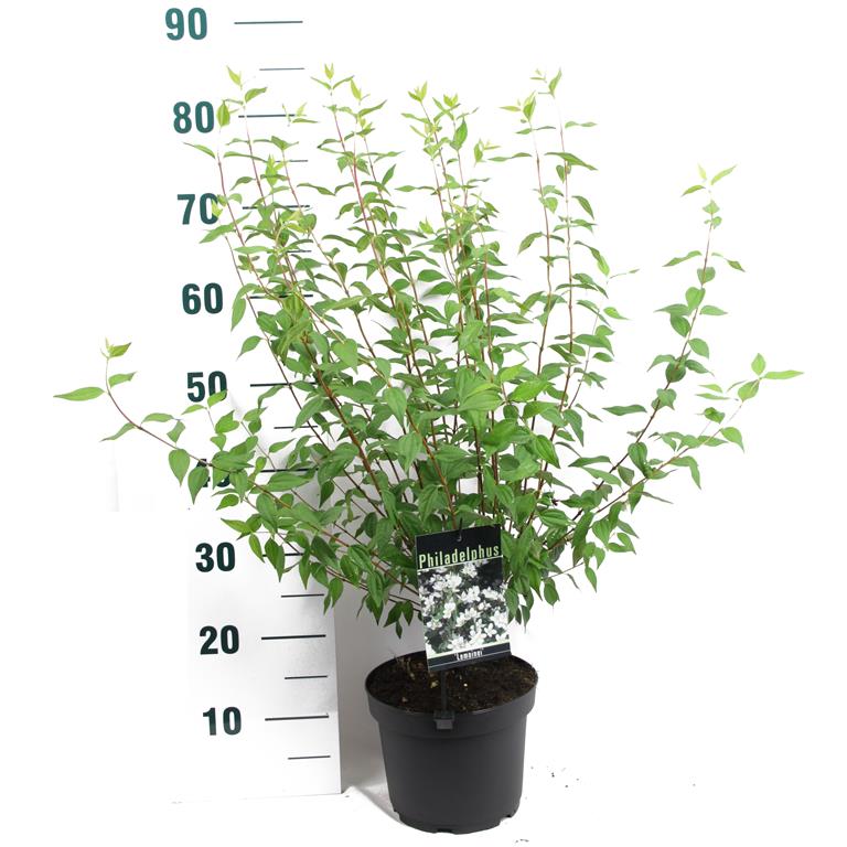 Philadelphus &