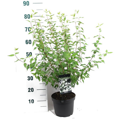 Philadelphus &