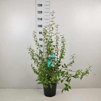 Philadelphus &