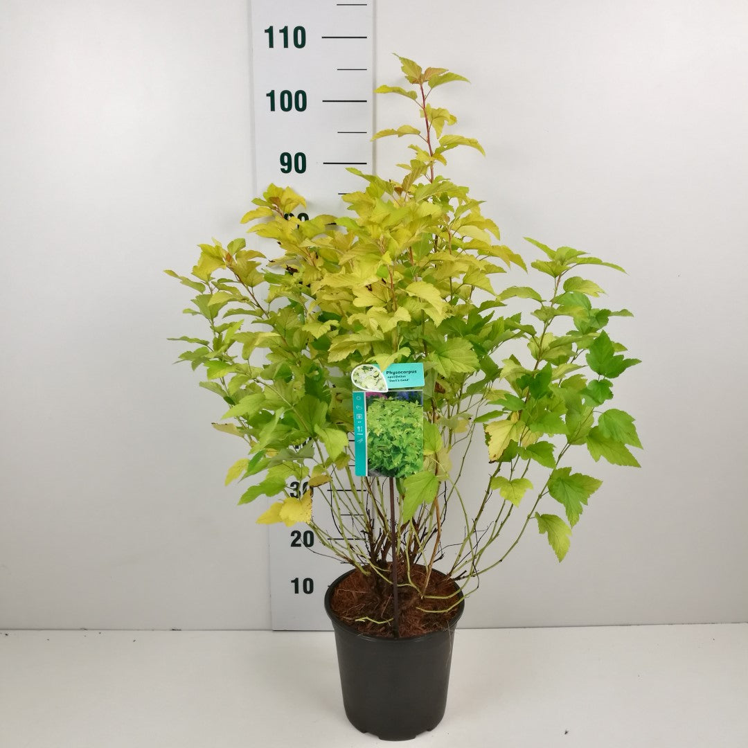 Physocarpus op. &