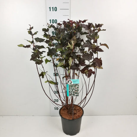 Physocarpus op. 'Diabolo'