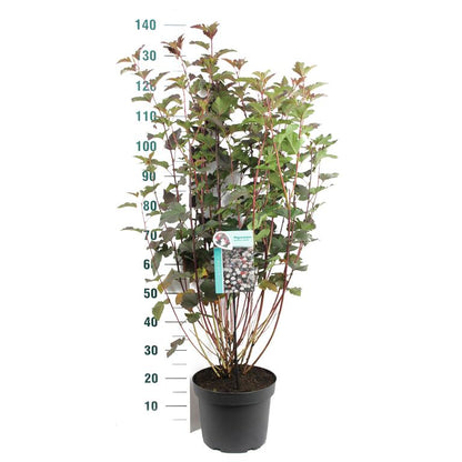 Physocarpus op. &